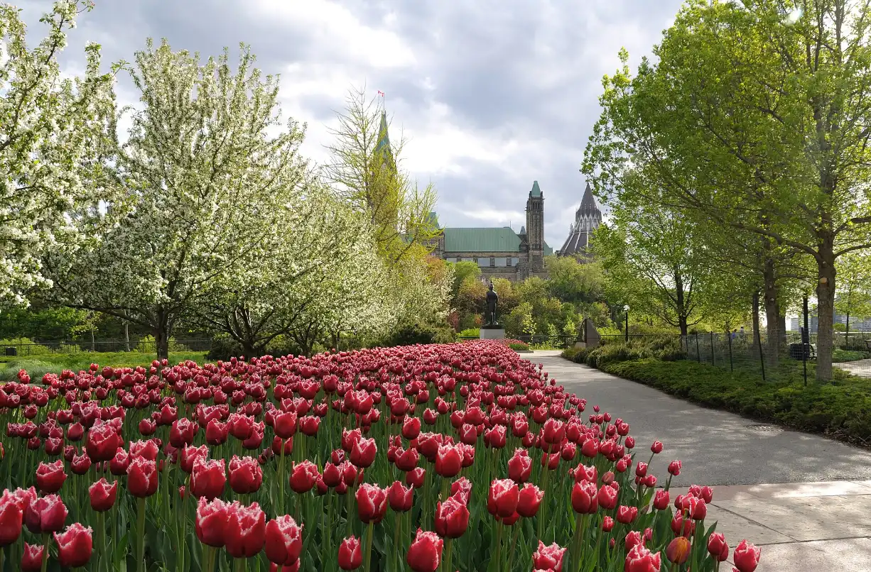 Tulip beds in Major's Hill Park with Parliament in the background