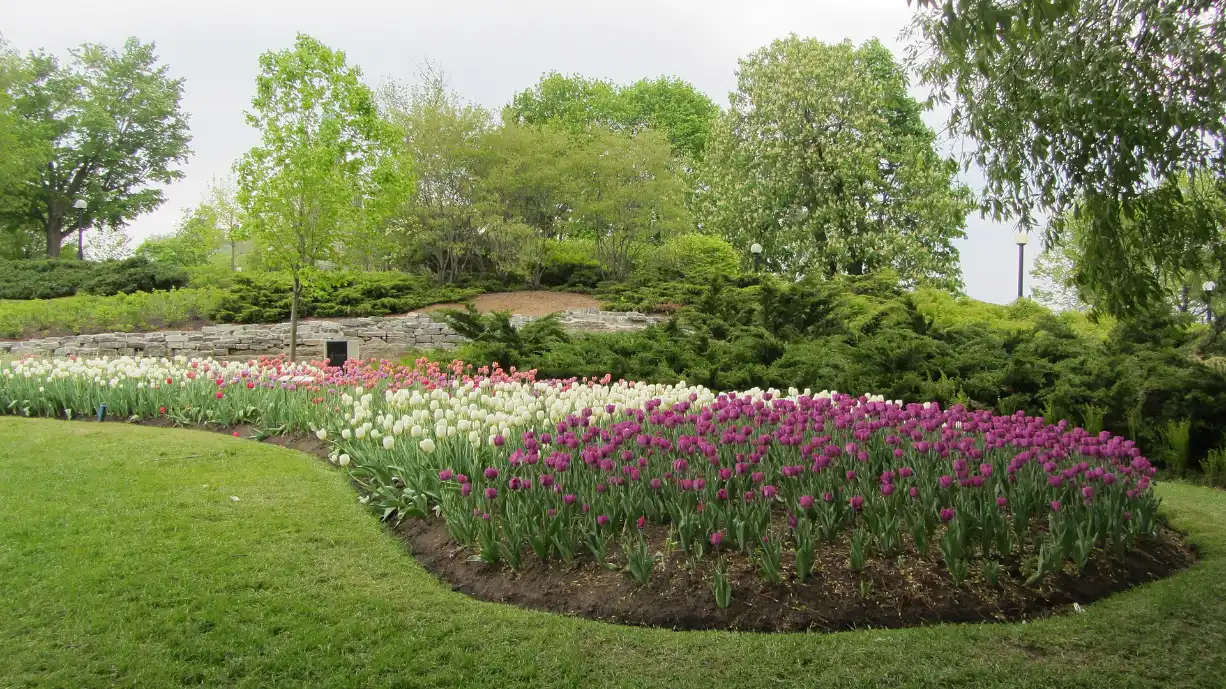 Tulips in bloom at Major's Hill Park